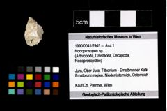 Foto (Objekt + Etikett) von Nodoprosopon sp.  (NHMW-GEO-1990-0041-2945)